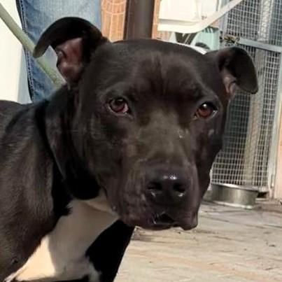 Max  Cerca Casa Per Sempre